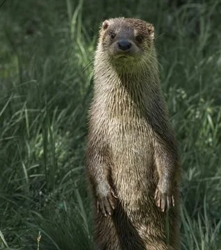 Otter standing up facing camera Stock Photos