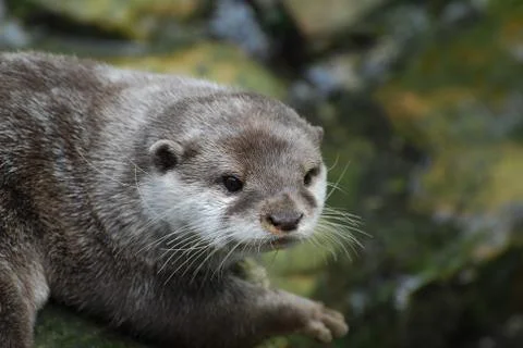 Otter staring Stock Photos