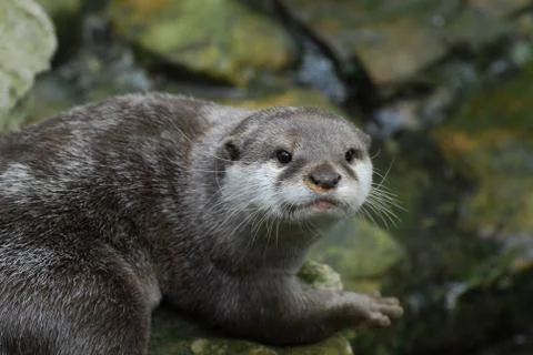 Otter staring Stock Photos