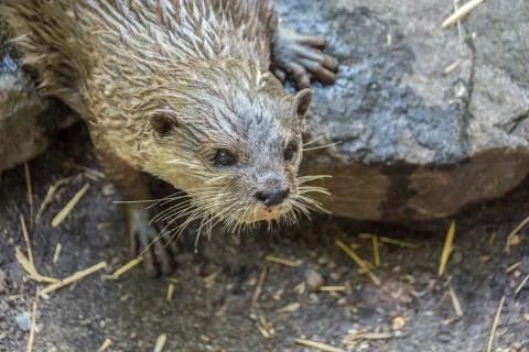 Otter on a stone. Copy space for text Stock Photos