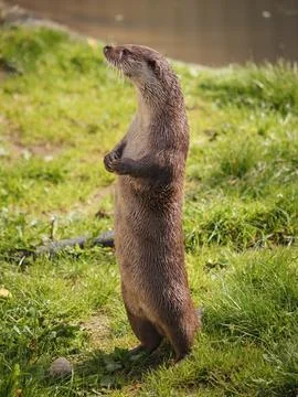 Otter stood to attention Stock Photos