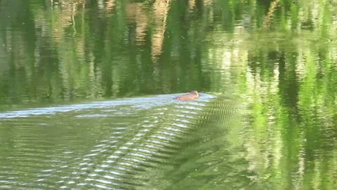 Otter on the surface of a forest lake Stock Footage 237774965