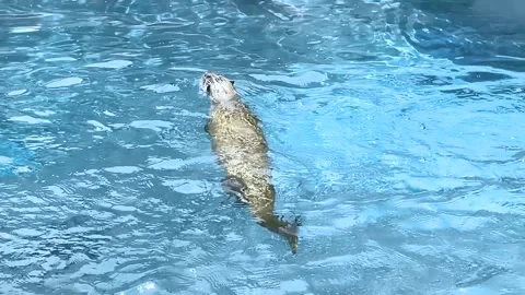 Otter Swimming Above Surface Stock Footage 247579937
