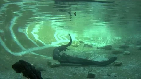 Otter swimming Stock Footage 953512