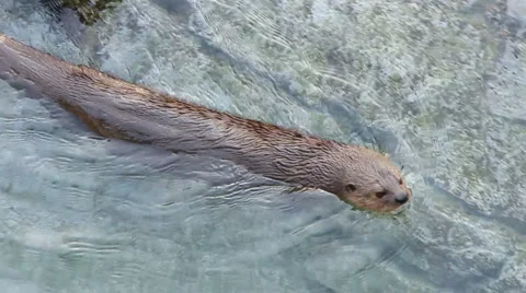 Otter Swimming Stock Footage 5735441
