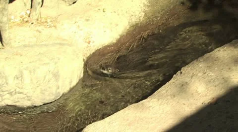 Otter Swimming Video stock 19058948