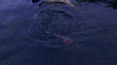 Otter swimming Stock Footage 59882923