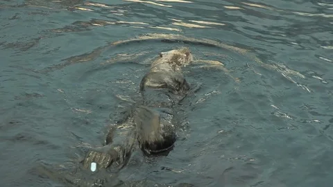 Otter swimming Stock Footage 112634174