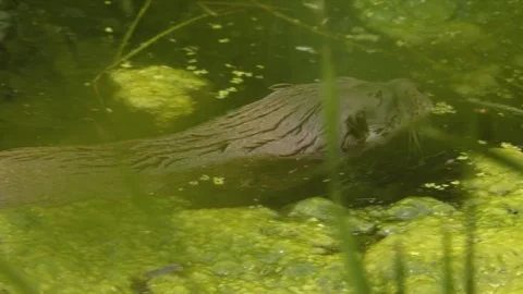 An  otter swimming  Stock Footage 277523437