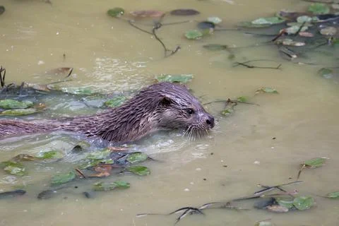 Otter Swimming Stock Photos