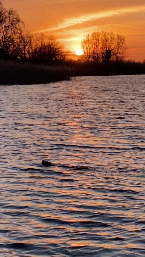 Otter Swimming at sunset Stock Footage 219917744