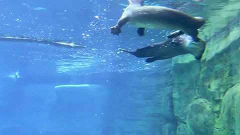 Otter Swimming Toward Another Stock Footage 247580296