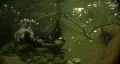 Otter swimming vigorously. HD Footage