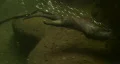 Otter swims by making lots of bubbles. HD Footage