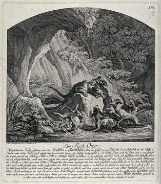 An otter, tracked down by dogs in a forest ravine, is held down by one dog .. Stock Illustration
