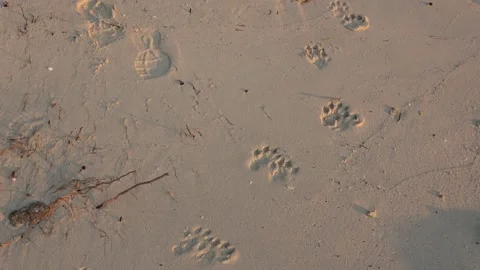 Otter tracks, Malaysia Video stock 176648921