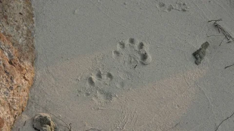 Otter tracks, Malaysia Video stock 176648996