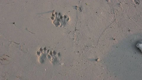 Otter tracks, Malaysia Stock Footage 176649272