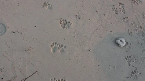 Otter tracks, Malaysia Video stock 176649733