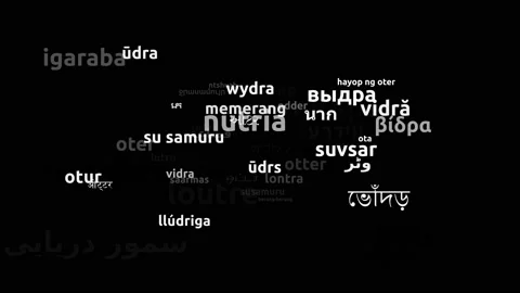 Otter Translated in 55 Worldwide Languages Endless Looping 3d Zooming Wordclo Stock Footage 145203675