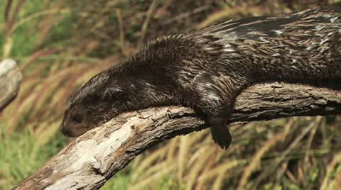 Otter On Tree Branch 1 Video stock 19055123