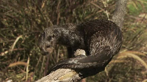 Otter On Tree Branch 2 Video stock 19055242