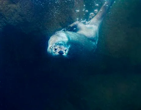 Otter under water Stock Photos