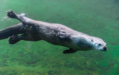Otter under water Stock Photos