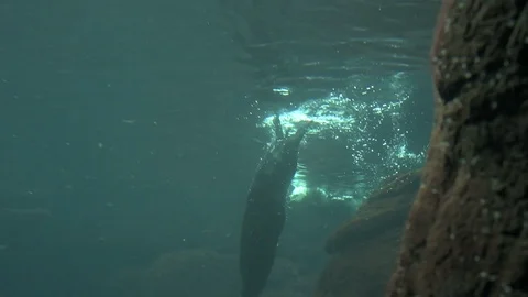 Otter underwater Video stock 112634219