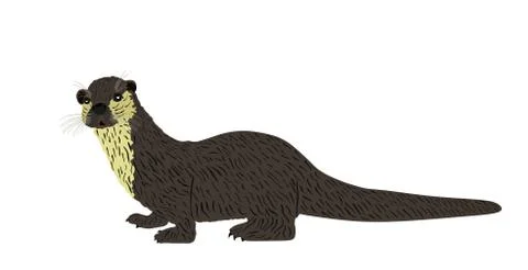 Otter vector illustration isolated on white background イラスト素材