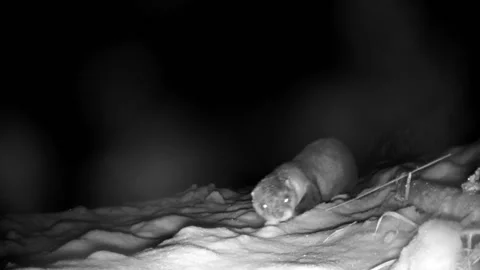 Otter walks up to camera smells it walks away Stock Footage 149083725