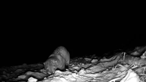 Otter walks by camera in the snow at night Stock Footage 149083726