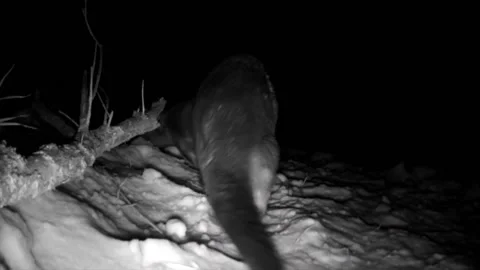Otter walks by camera very close Stock Footage 149083764