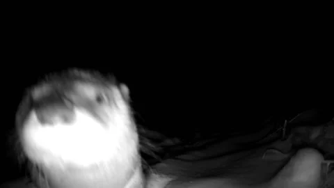 Otter walks cautiously towards camera smells it walks away Stock Footage 149083736