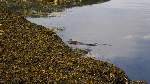 Otter in water 1 Stock Footage 122230199