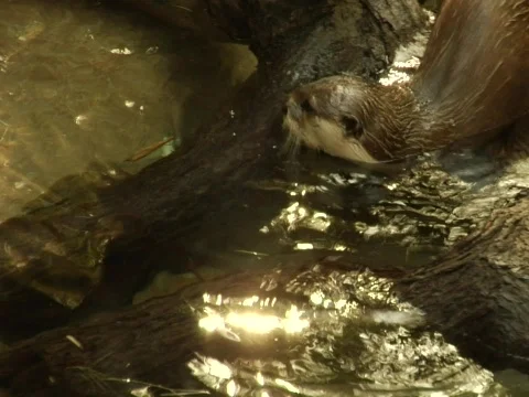 Otter in Water Video stock 313256