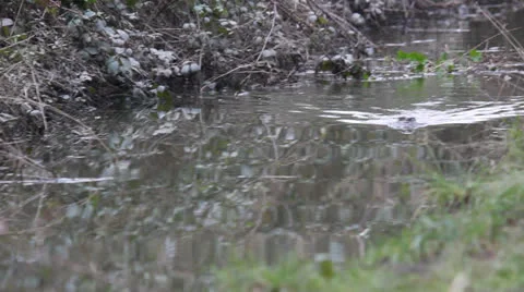 Otter in the Water Stock Footage 26038935