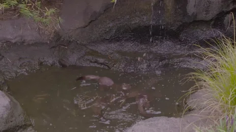 Otter in water Stock Footage 53010710
