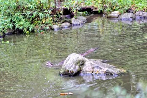 An otter in the water Stock Photos