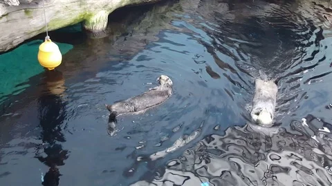 Otter weekdays Vídeos de archivo 104261413