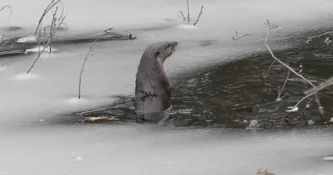 Otter, Winter. Up through ice looks around, waddles across ice, into river NE Stock Footage 219245210