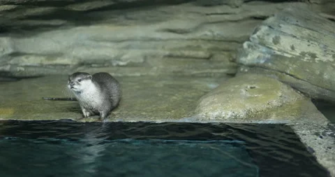 Otter in the zoo . Stock Footage 172301865