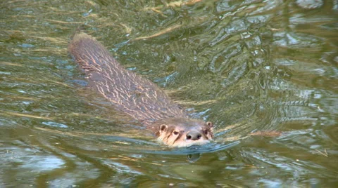 Otter4 Stock Footage 1644207