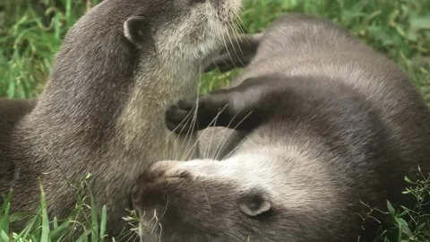 An otterly cute otter cuddle Stock Footage 169752903