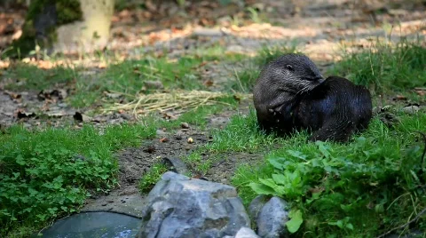 OtterMVI 1187 Stock Footage 521706