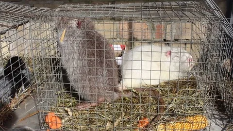 Otters in a cage Stock-Footage 73151389