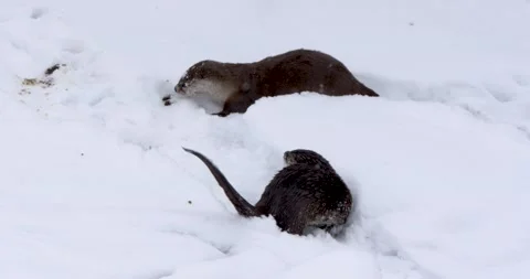 Otters Digging Into the Snow Vídeo Stock 240014924