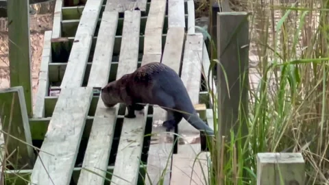 Otters on a dock Stock Footage 229415033