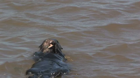 Otters eating Stock Footage 8623484