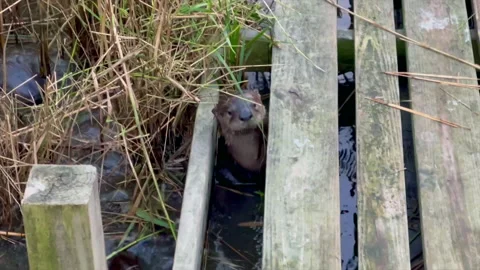 Otters eating grass Stock Footage 229415122